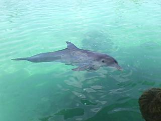 Dolphin